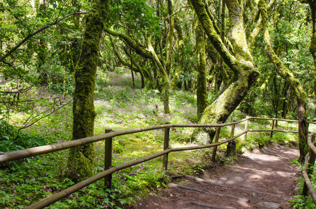 加拉霍奈峰国家公园美丽的常绿森林