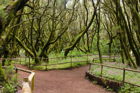 加拉霍奈峰国家公园美丽的常绿森林