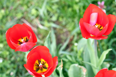 郁金香。 郁金香的花瓣。 郁金香里面。 郁金香壁纸背景。 郁金香花的质地。 花卉图案。 没有磨尖。