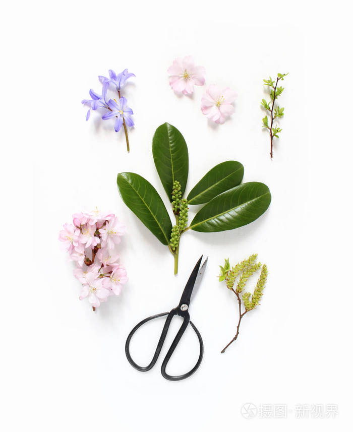 春季植物花卉组成 粉红色的日本樱花 蓝色的scilla 花和常青的英国桂冠分支与黑色复古剪刀在白色的木质背景 风格的股票照片照片 正版商用图片11tcvo 摄图新视界 春季植物花卉组成 粉红色的日本樱花 蓝色的scilla 花和常青的英国桂冠分支与黑色复古剪刀在白色的木质背景 风格的股票照片照片 正版商用图片11tcvo 摄图新视界