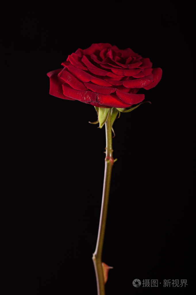 黑色背景上一朵深红色玫瑰的美丽图画