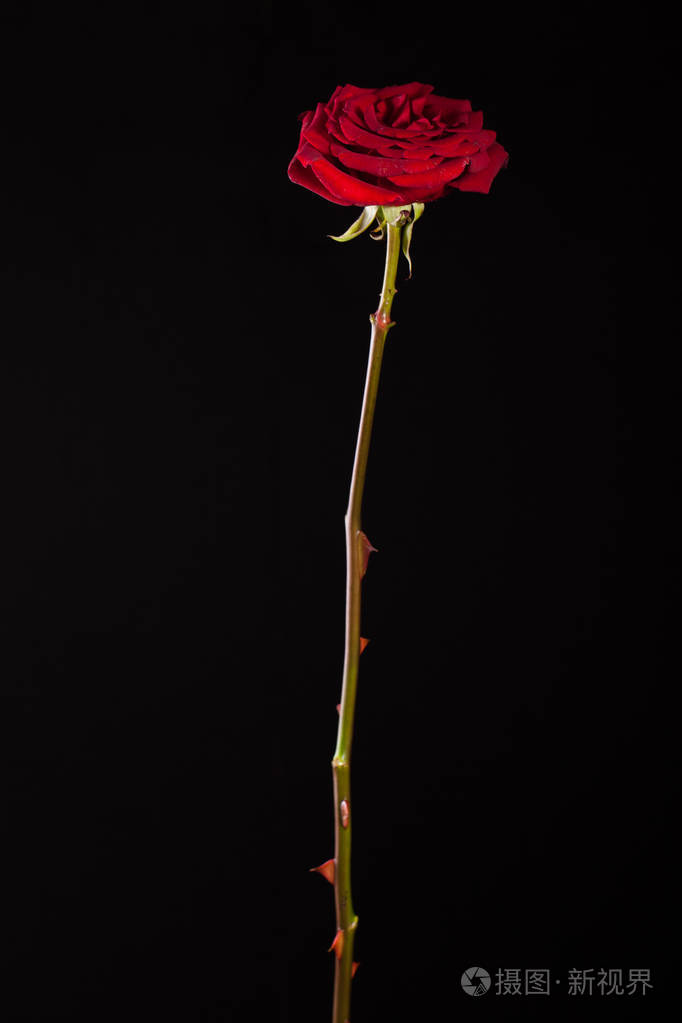 黑色背景上一朵深红色玫瑰的美丽图画