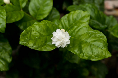 白色的茉莉花图片