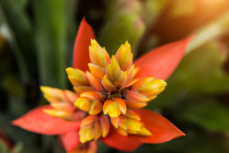 黄橙 Bromeliad 花