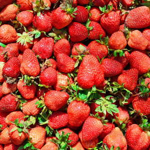 农村风景中成熟的草莓