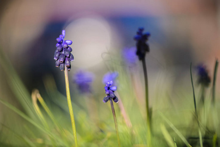 Muscari 花对模糊梦幻背景的特写