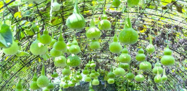 葫芦系列观赏葫芦农场在收获季节,葫芦挂在钻机上,作为花园里美丽的