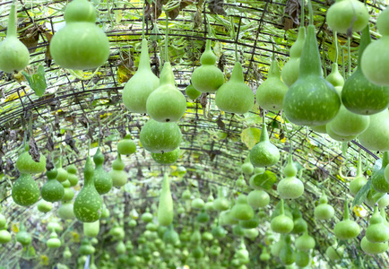 挂葫芦观赏葫芦农场在收获季节,葫芦挂在钻机上,作为花园里美丽的葫芦