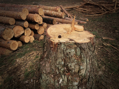 森林里砍伐的木材