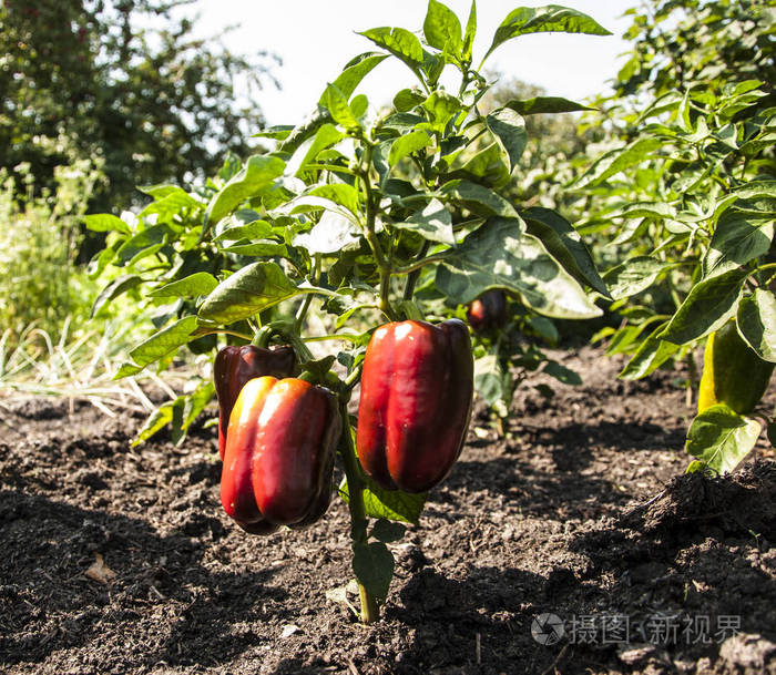 农场树上挂着的青椒椒