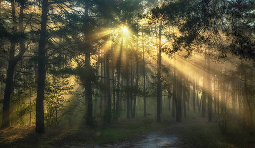 s rays are played in the branches of trees.