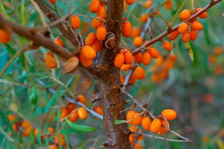 灌木丛中的橙色沙棘浆果沙棘
