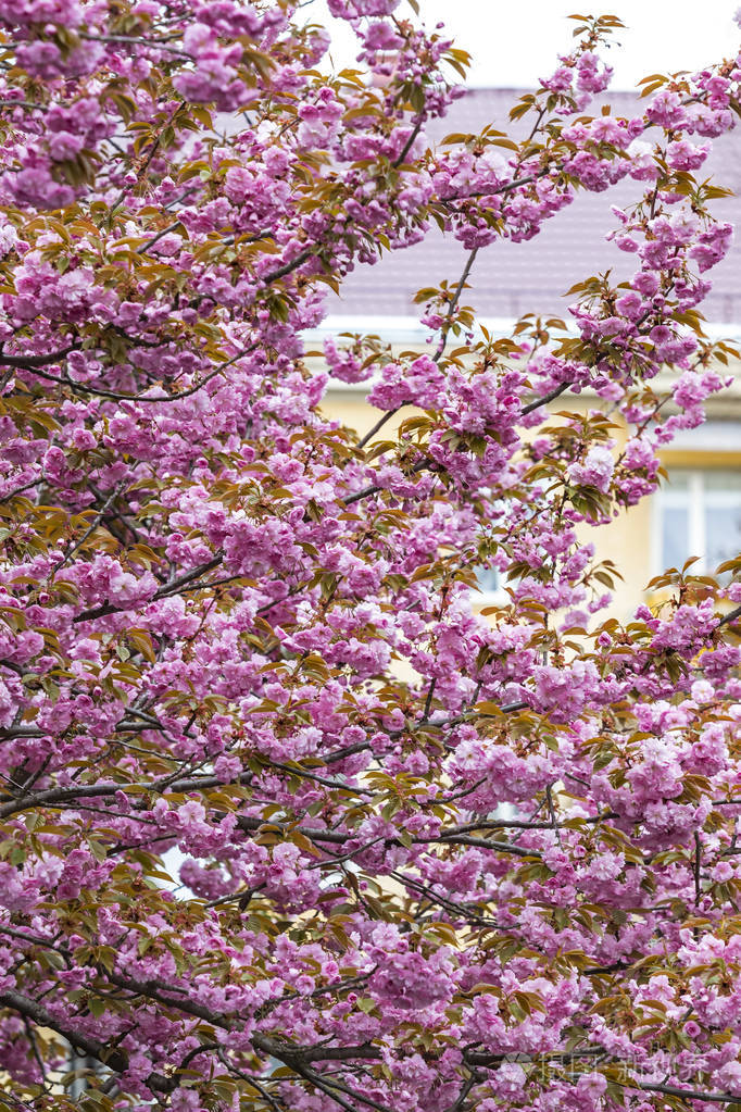 一朵朵粉红的樱花树