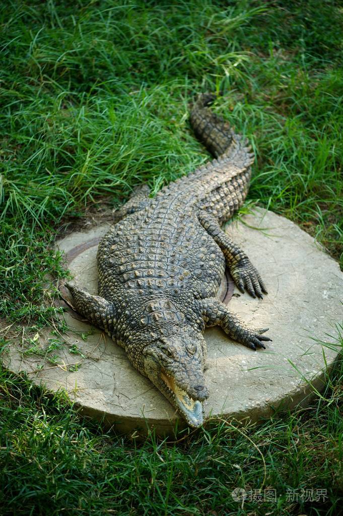 一条鳄鱼躺在混凝土上,周围是草地,在以色列的一个狩猎公园.