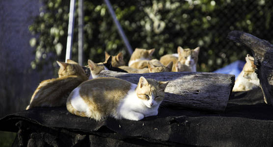 废弃的流浪猫图片