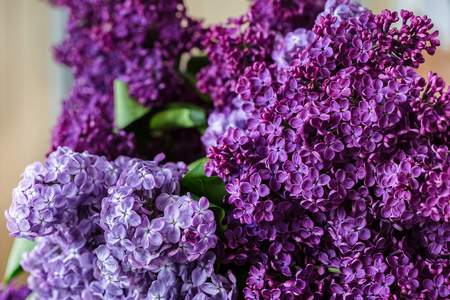 一束丁香花特写