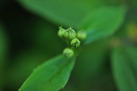 茉莉花朵朵的分支