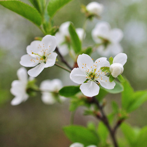 白樱桃花上的春天