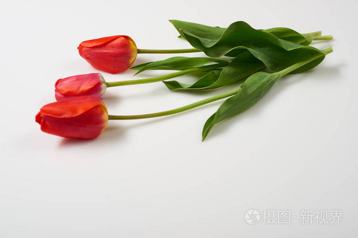 三自然郁金香花在白色背景爱和假日概念