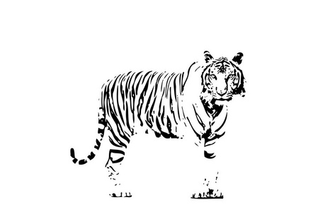 老虎艺术插图绘制