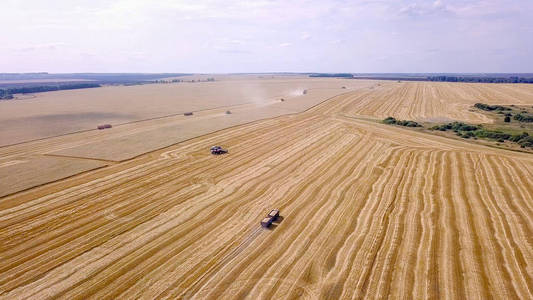 联合收割机收割小麦的田间组合