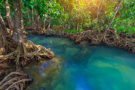 令人惊叹的水晶般清澈的翡翠运河与泰国克拉布红树林