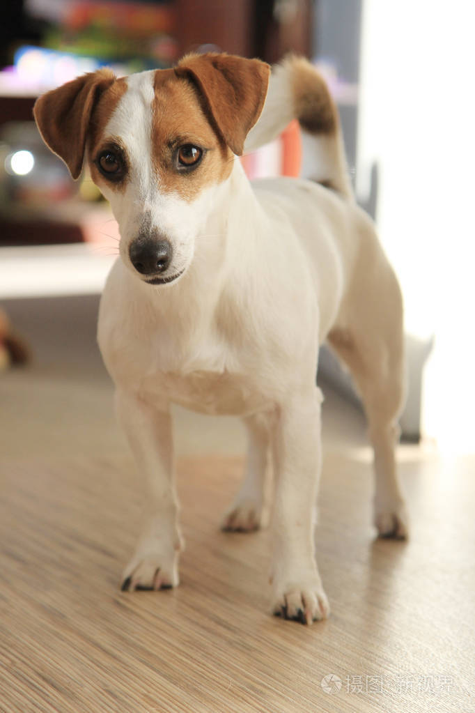 杰克罗素梗犬寻找