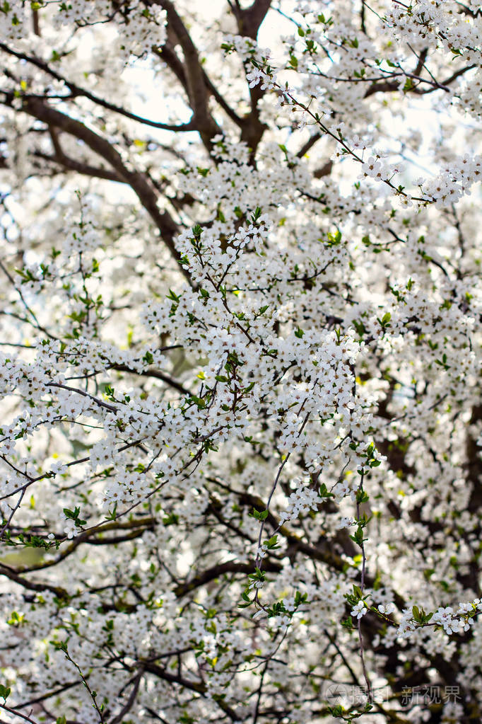 一棵开花的树是李子.开花树