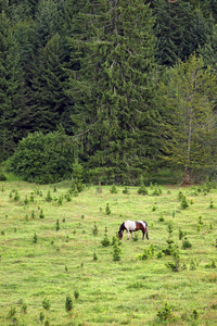 马在森林附近的山上放牧