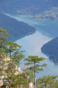 松树在山自然风景图片