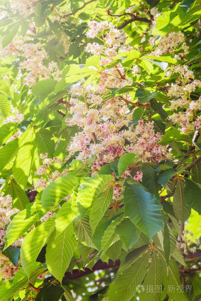 春天阳光明媚的一天开花的马栗子