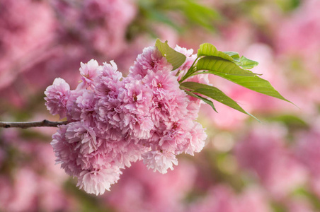 春天在日本花园的粉红色樱花特写