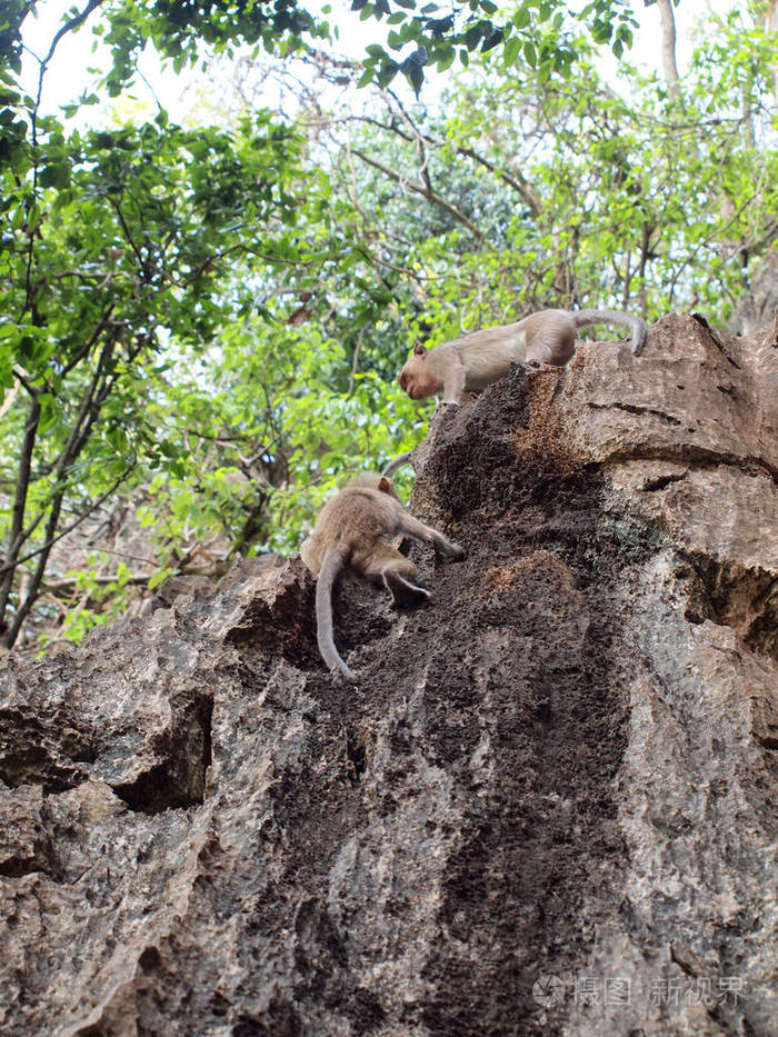 猴子爬上石头