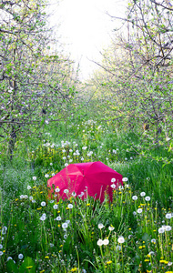 红伞 blossomin 苹果园