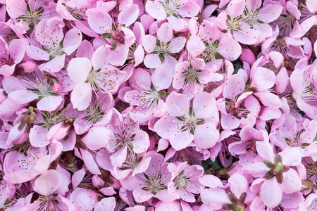 许多粉红色和精致的桃子花.桃花的光辉和不寻常的背景照片