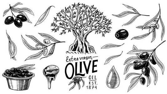 一套橄榄油和树枝的树木。有机素食产品瓶。健康饮食的绿色植物。用于烹调食物的黑色水果。刻在古老的复古素描画的手。矢量插图