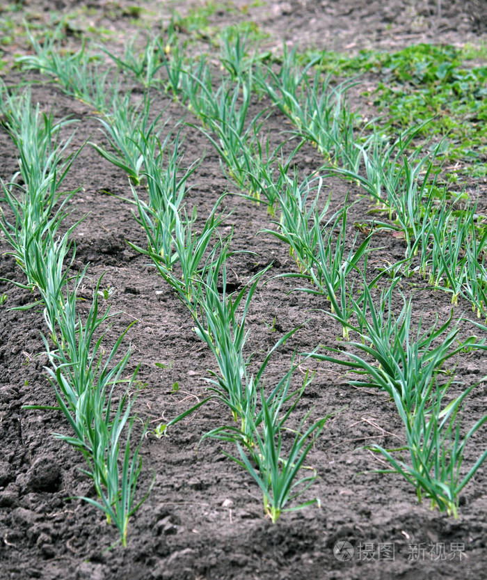 年轻的大蒜生长在有机土壤中