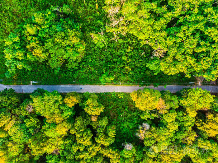 森林中的树木与道路的鸟瞰图