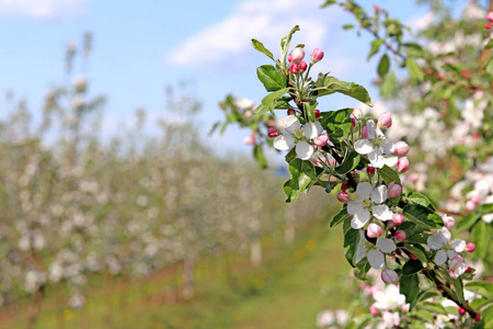 背景模糊的苹果树的一朵花. 农业用地. 水果农场. 一种新作物照片