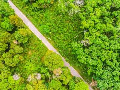 森林中的树木与道路的鸟瞰图