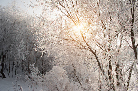 冬天雪中的树枝