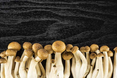 棕色山毛榉蘑菇顶部视图Shimeji隔离在黑色木制背景上