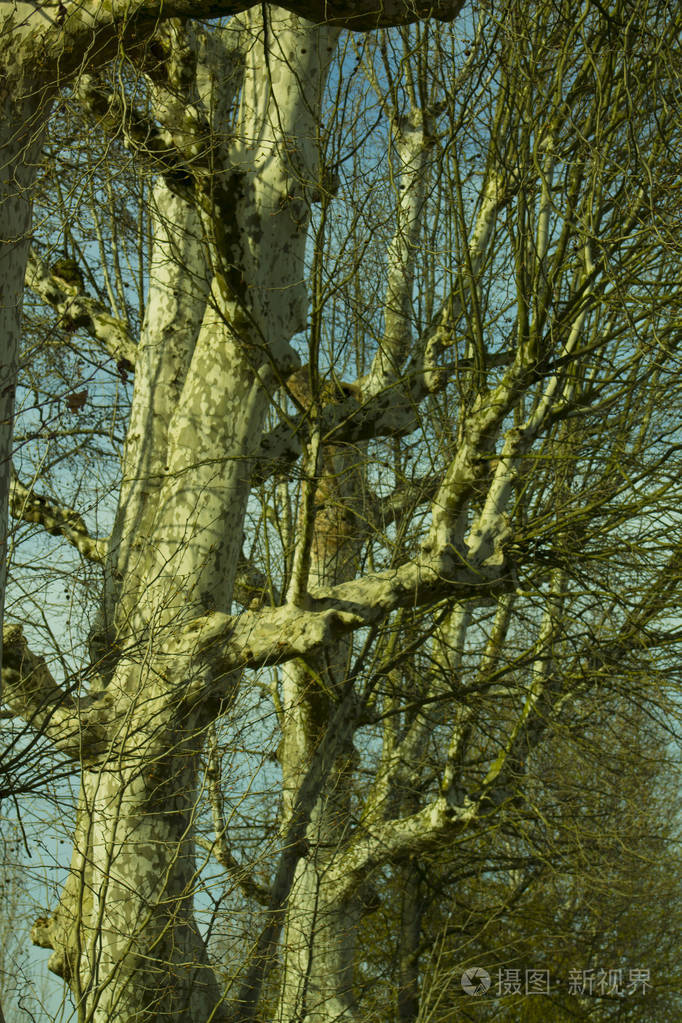 一棵古老的梧桐树的树干和树枝在蓝天的映衬下形成了轮廓