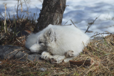 一只北极狐狸蜷缩在树下
