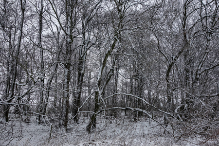 林中一片雪景.