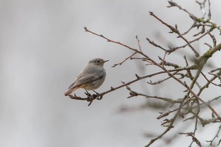 s redstart, blackstart or black redtail Phoenicurus ochruros i