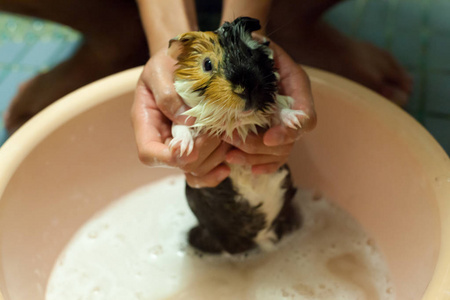 黑色的关注选择性地关注白色,黑色,橙色棕色的豚鼠在浴缸里洗澡.