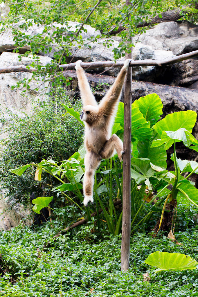 小猴子挂在树上
