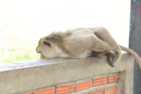 猴子家有一个猴子妈妈和一个可爱的猴子宝宝。猴子吃游客扔的食物，猴子在玩和盯着。