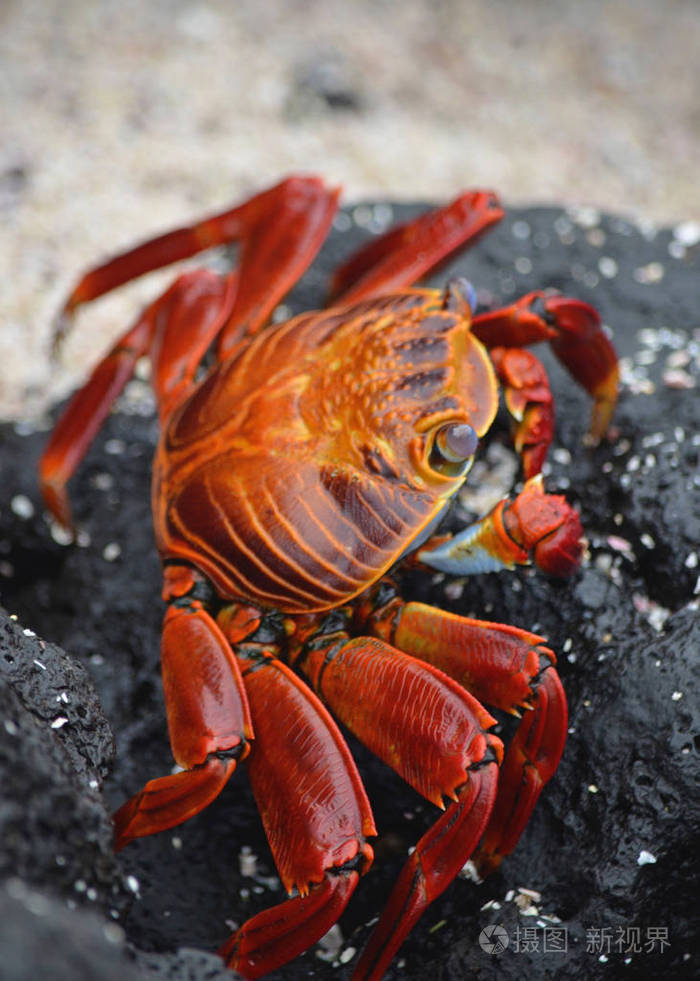 沙利光脚蟹grappsusgrappsus穿过火山岩